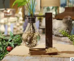 Hydroponic Pothos Plant | Modern Glass Vase Decor